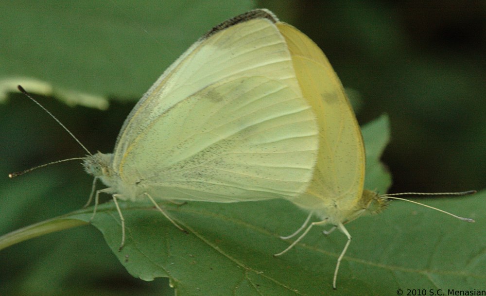 Pieris rapae l.