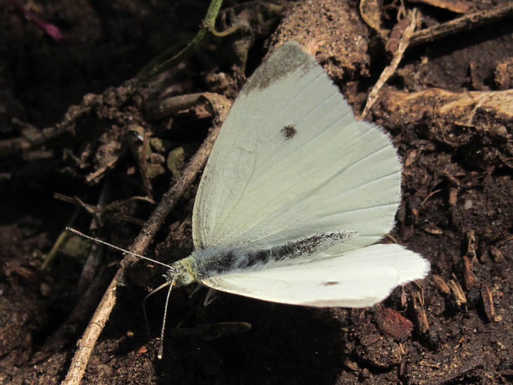 Капустная Белянка (капустница) Pieris brassicae
