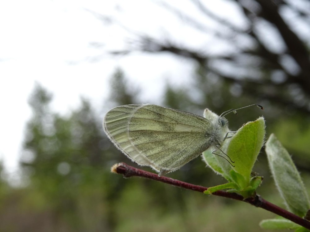 Белянка горошковая гусеница