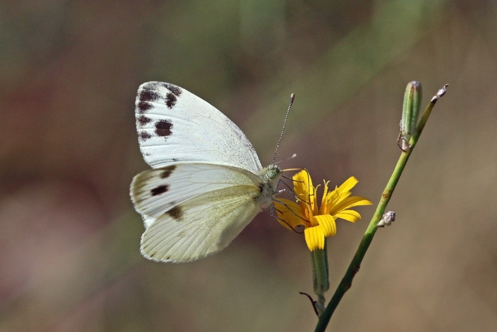 Pieris krueperi in Peristeri
