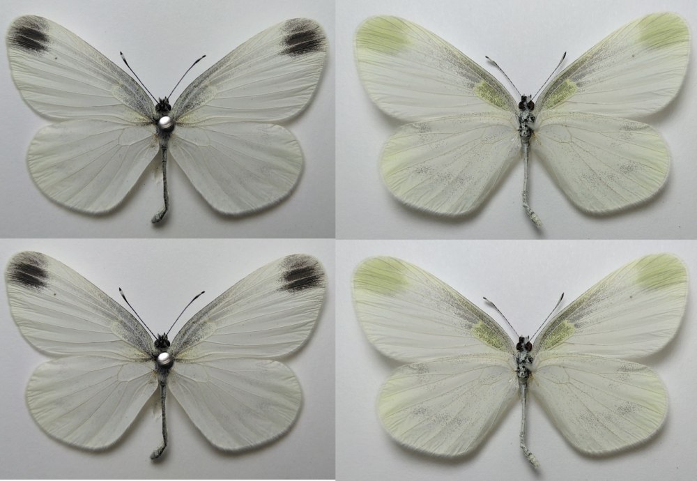 Белянка горошковая бабочка