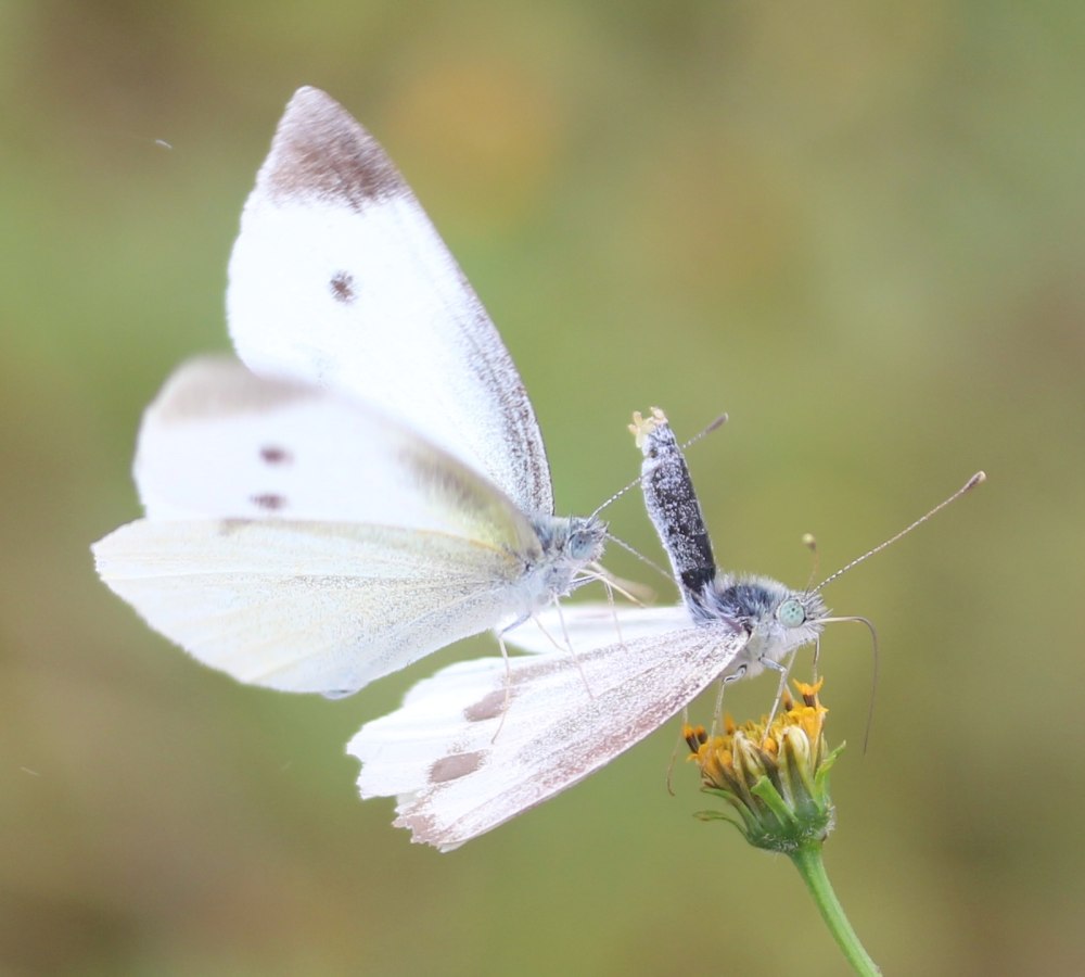 Pieris rapae бабочка