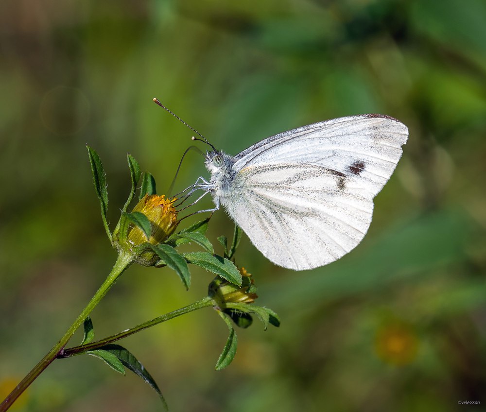 Капустница Сергей
