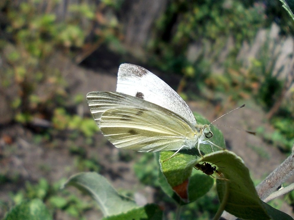 Бабочка Белянка Московской области