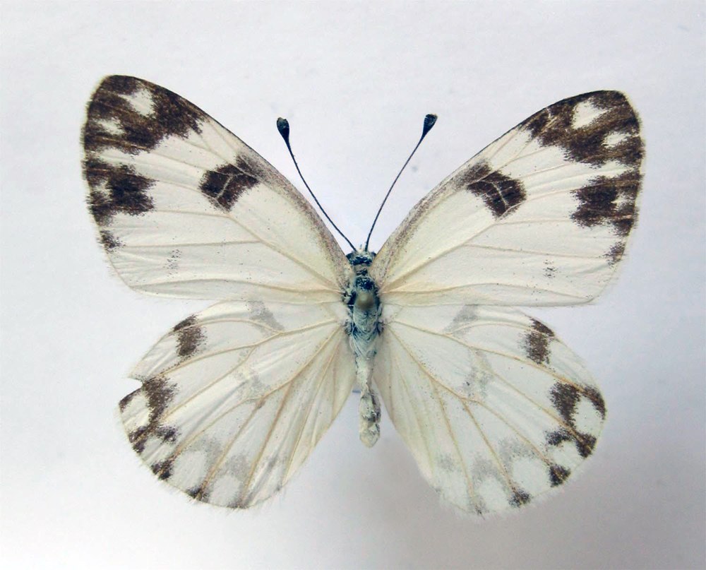 Белянка Южно-Сибирская самец,самка