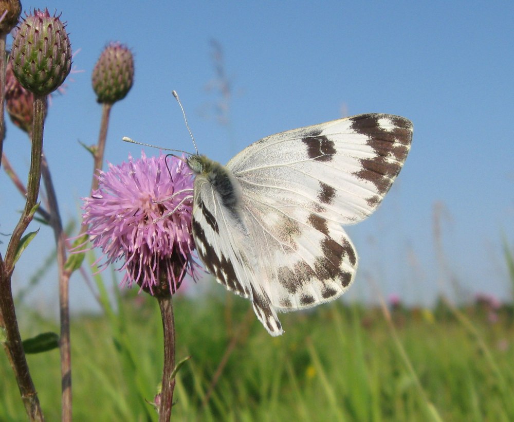 Белянка Башкортостан