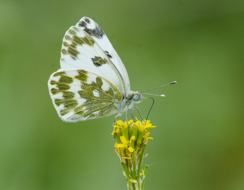 Белянка резедовая