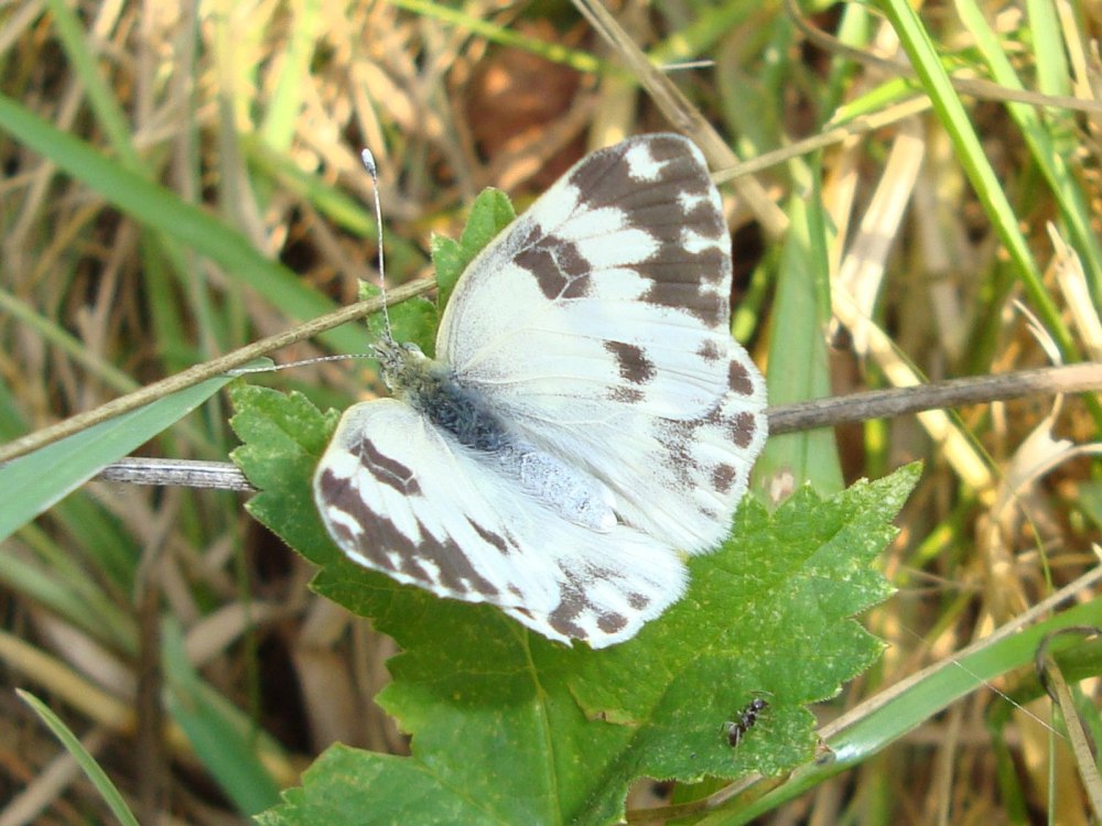 Белянка резедовая