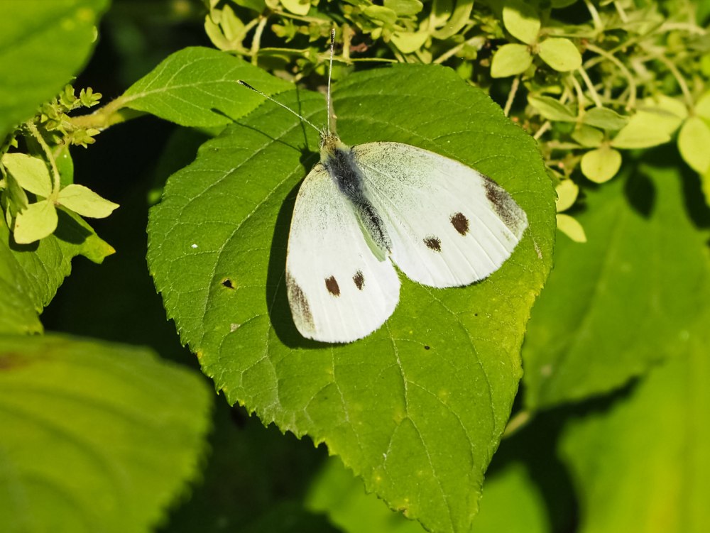 Липовая Белянка
