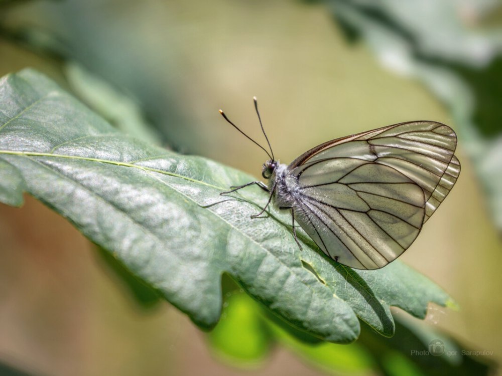 Бабочка боярышница и капустница