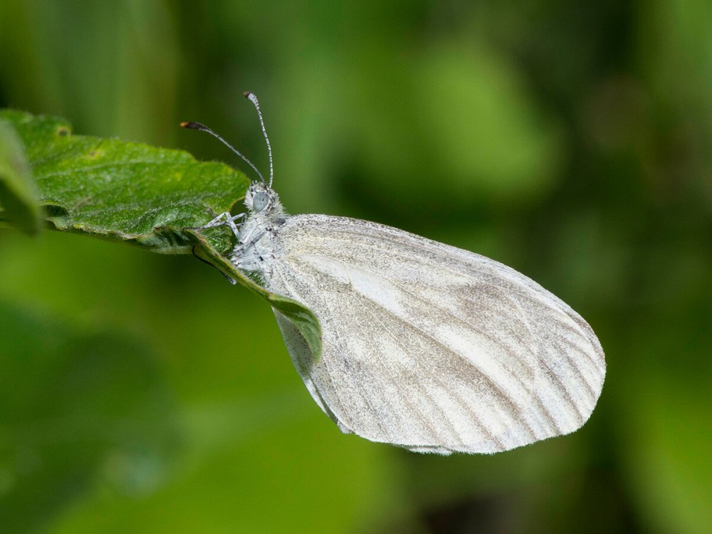 Белянка горошковая гусеница