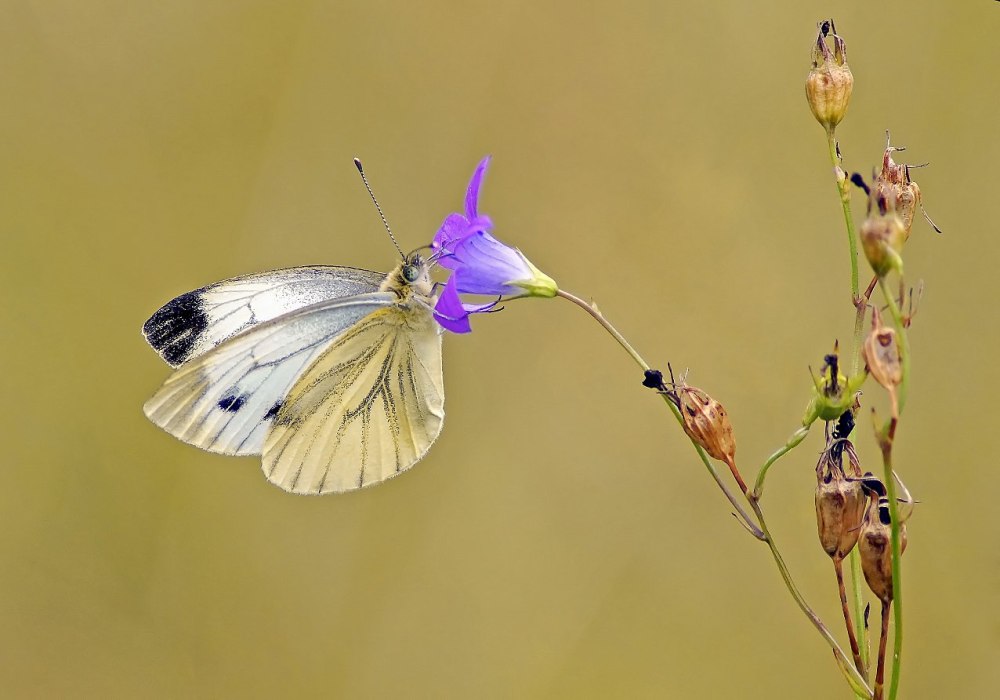 Белянка желтокрылая