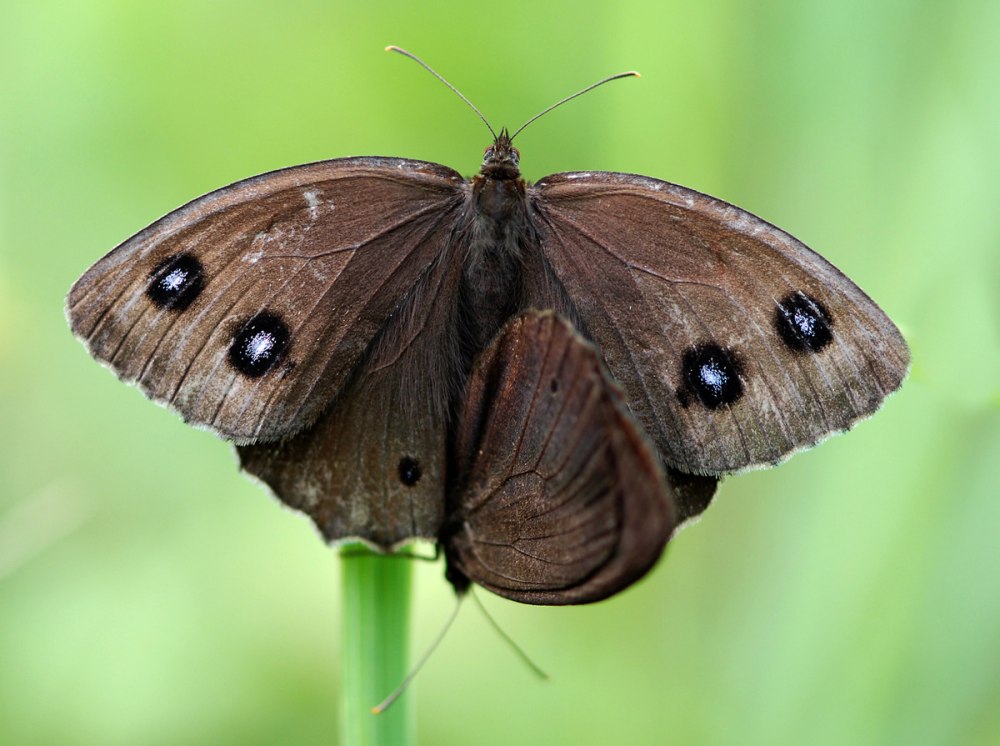 Бархатница Диана бабочка