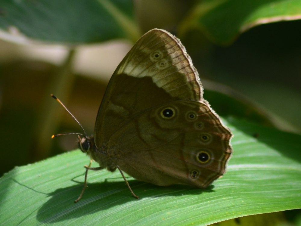 Бархатница скульда