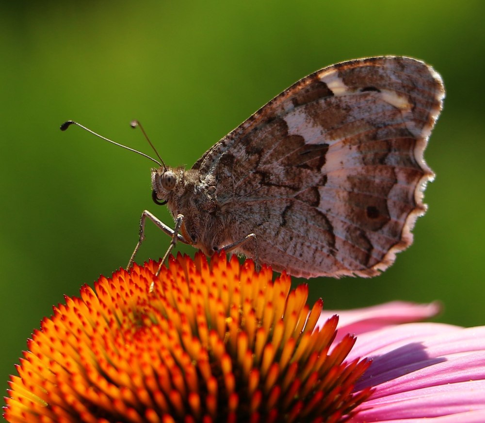 Бабочка Бархатница Ютта