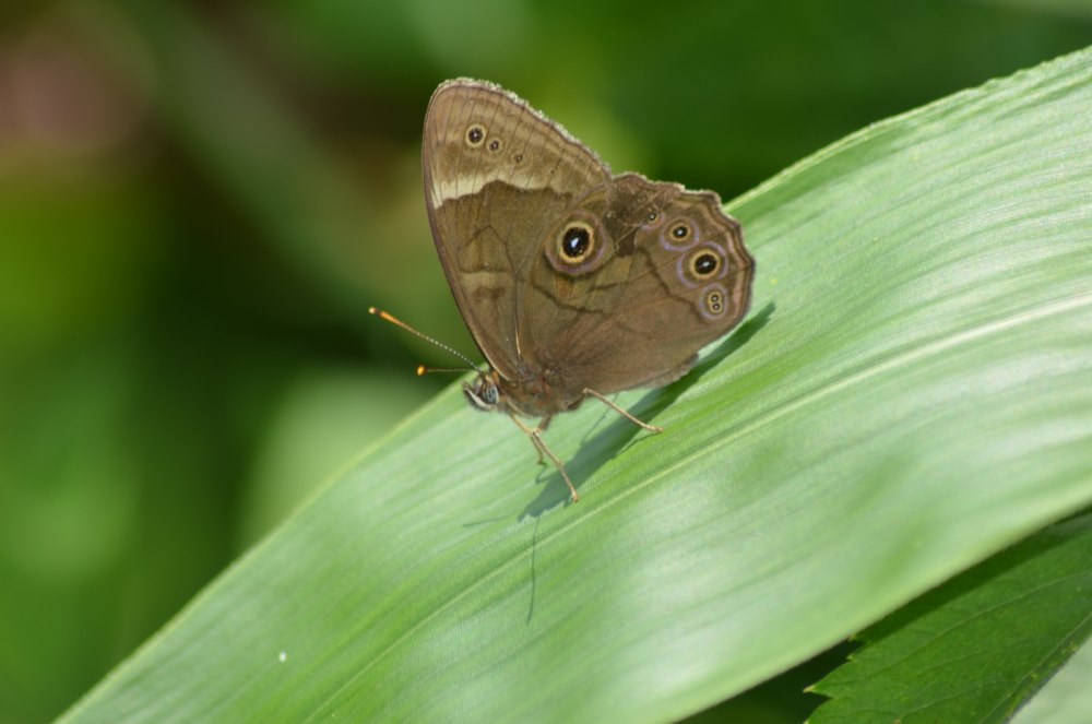 Черная Бархатница Диана