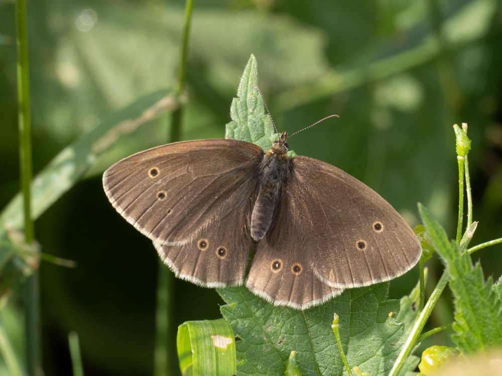 Бабочка Бархатница Эгерия