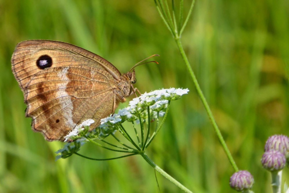 Бархатница цветок