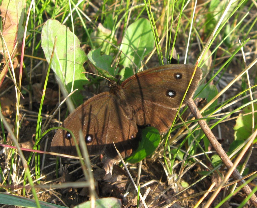Бабочка Бархатница Дриада