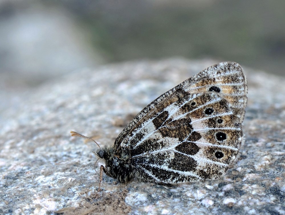 Бархатница Тарпея