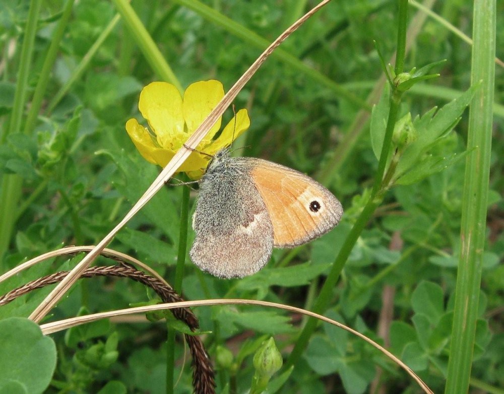 Сенница Боровая бабочка
