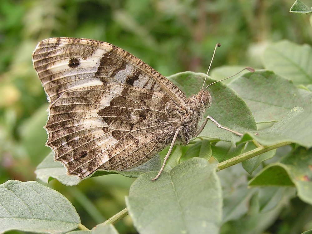 Бархатница oeneis semidea