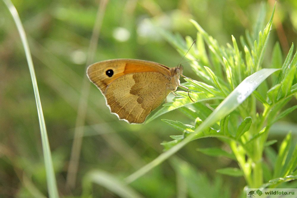 Бархатница Мелисса