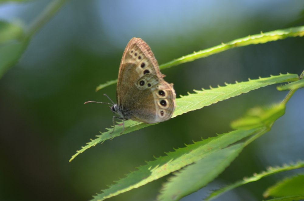 Чернушка японская