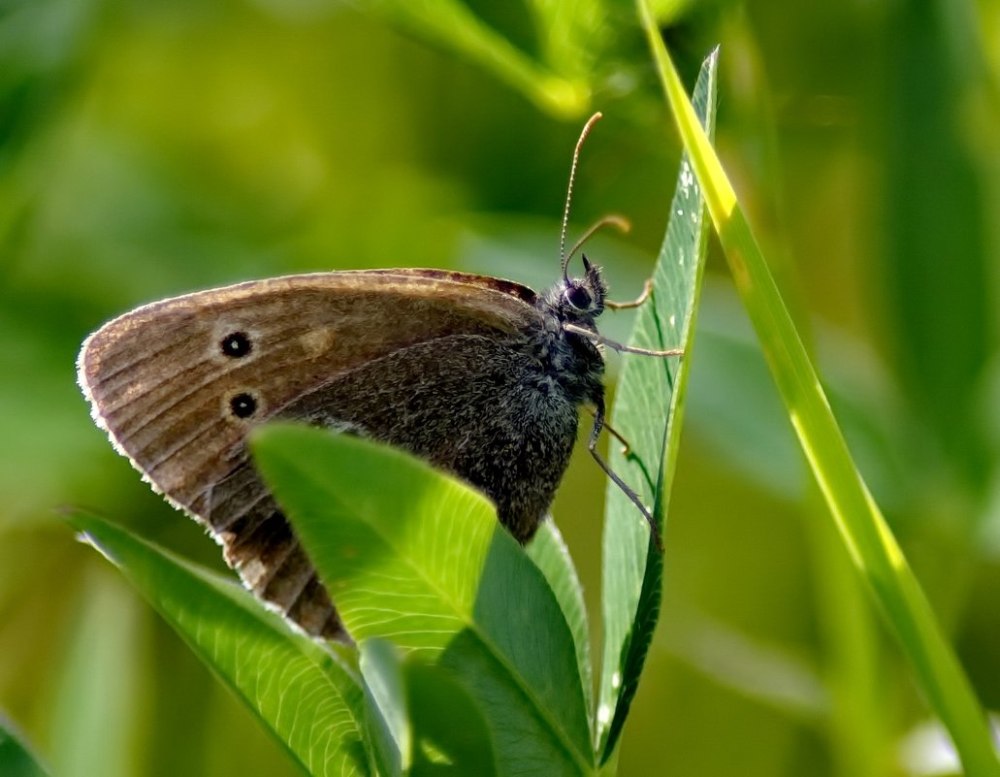Бабочка Бархатница 5 букв