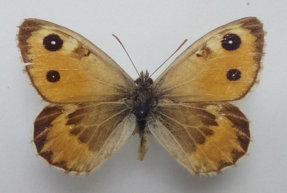 Бархатница оранжевая с четырьмя пятнами
