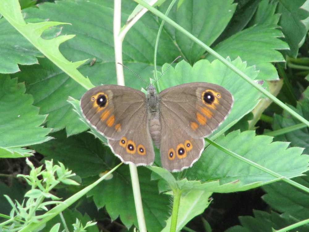 Бархатница Талышская