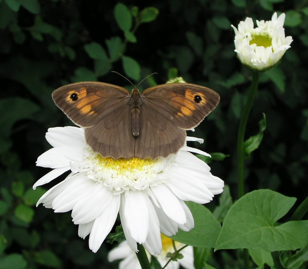 Бабочка Бархатница воловий глаз