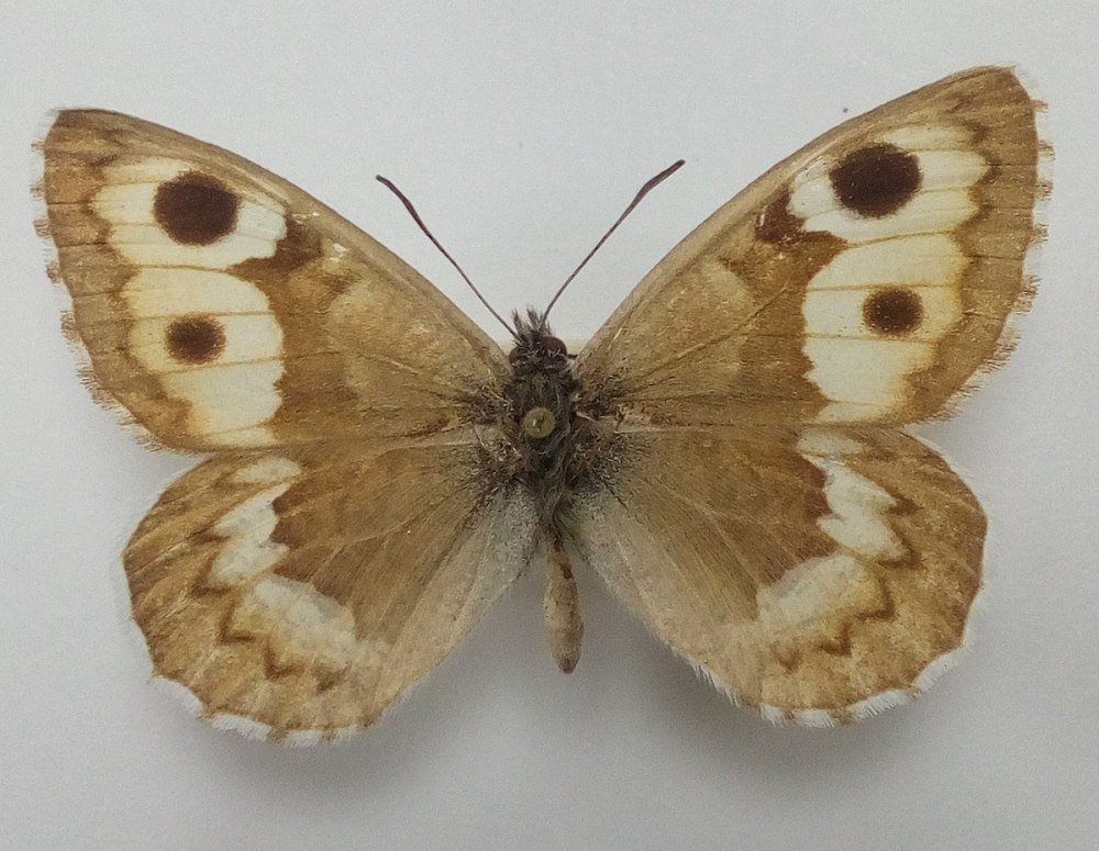 Бархатница Аммосова описание