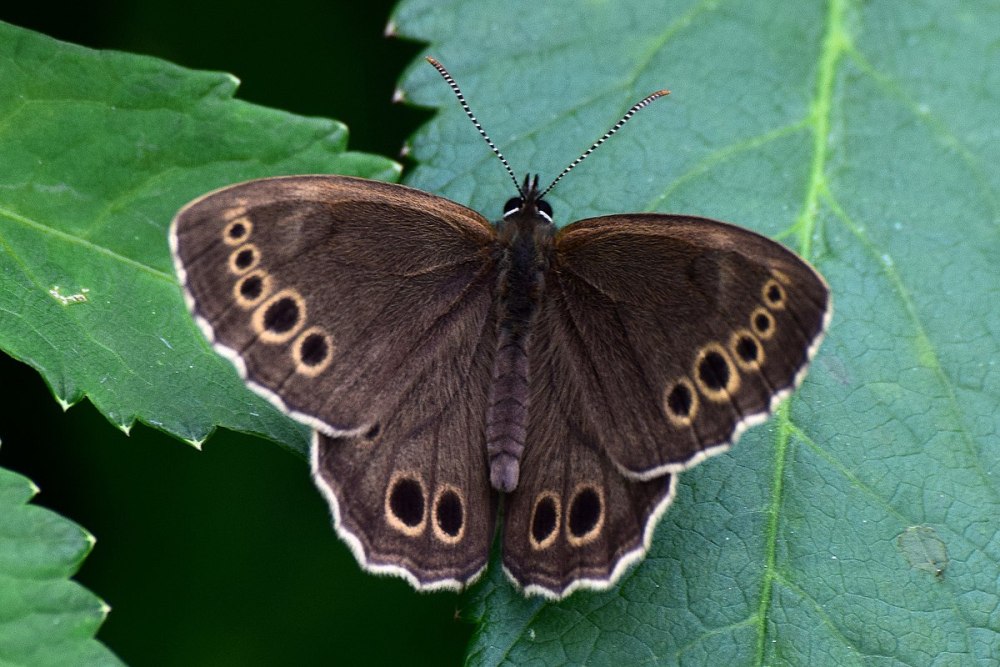 Краеглазка Ахина