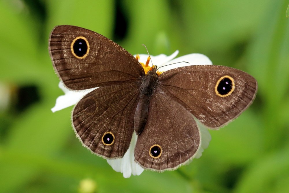 Ypthima multistriata Buttler