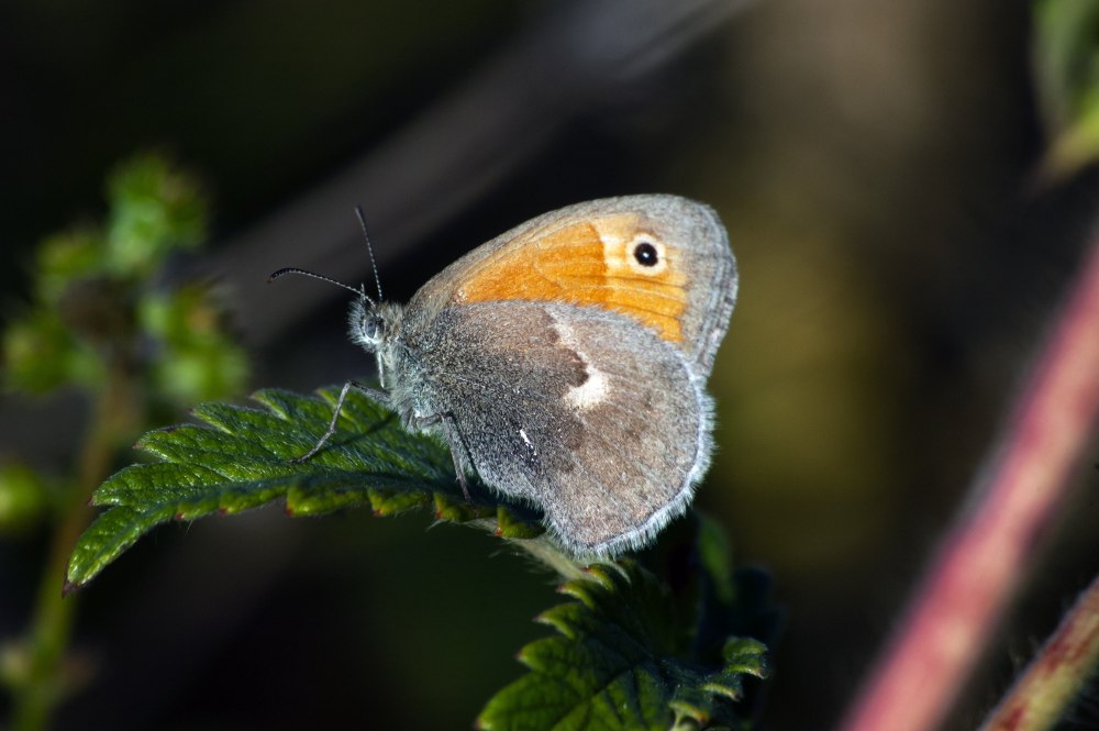 Hyponephele cadusina