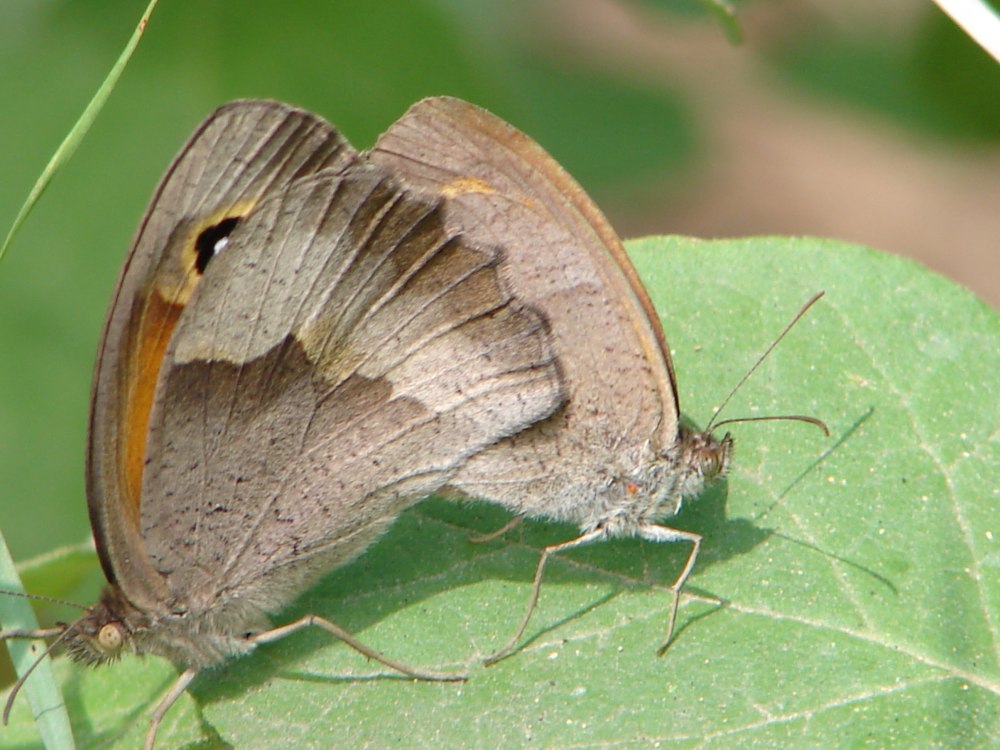 Бархатница Аммосова