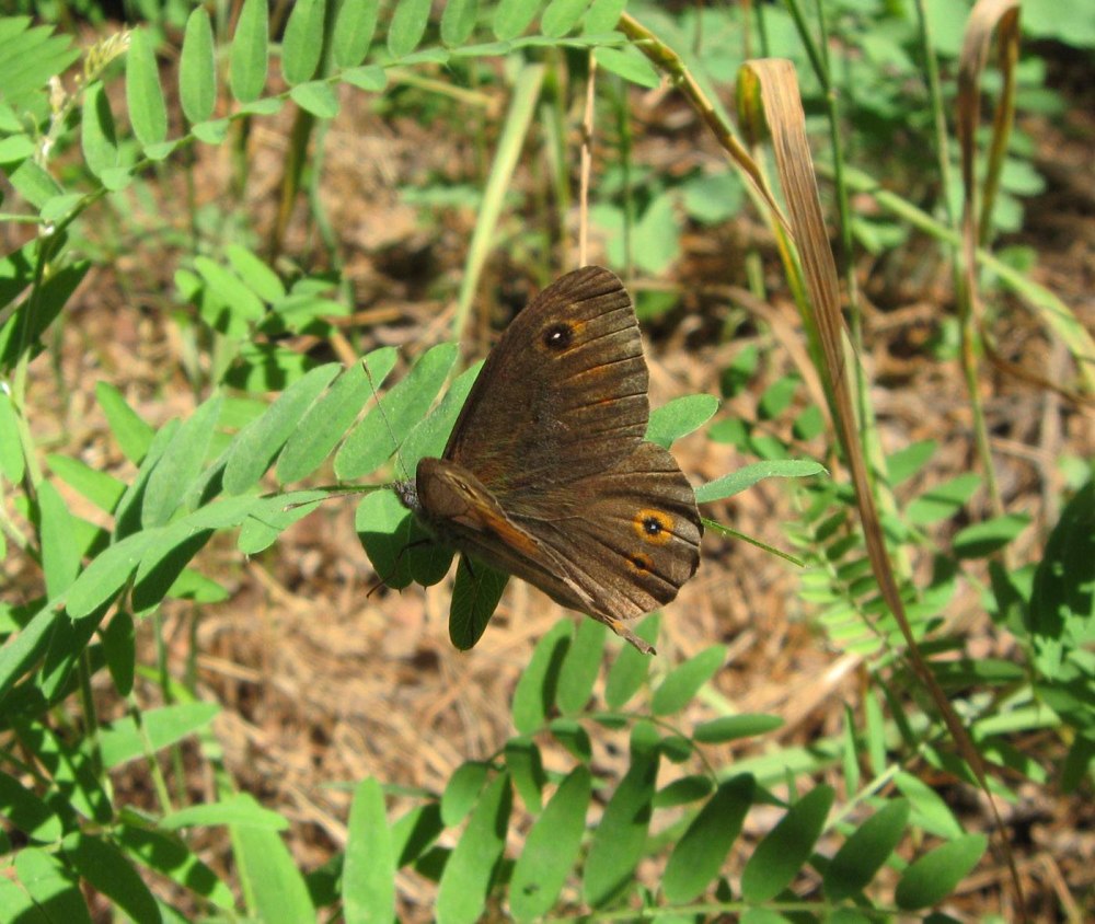 Бархатница Диана бабочка