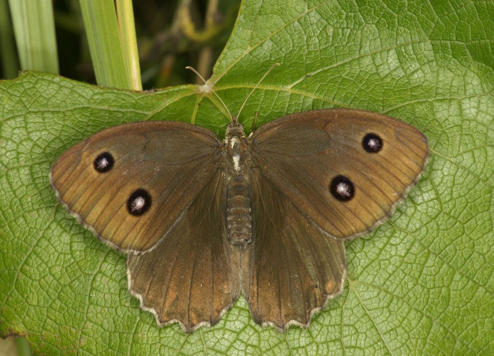 Бабочка Бархатница Дриада