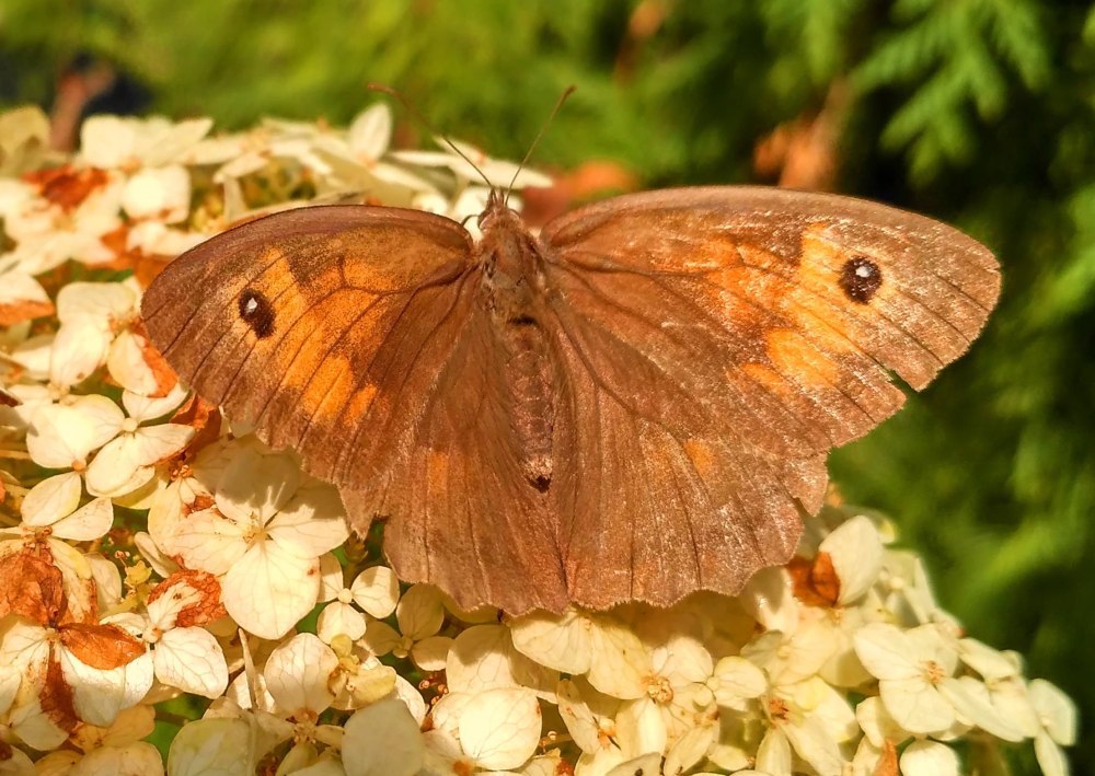 Бабочка Бархатница Ютта
