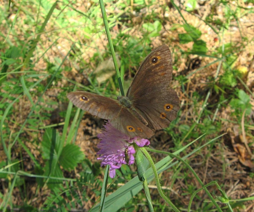Бархатница Климена