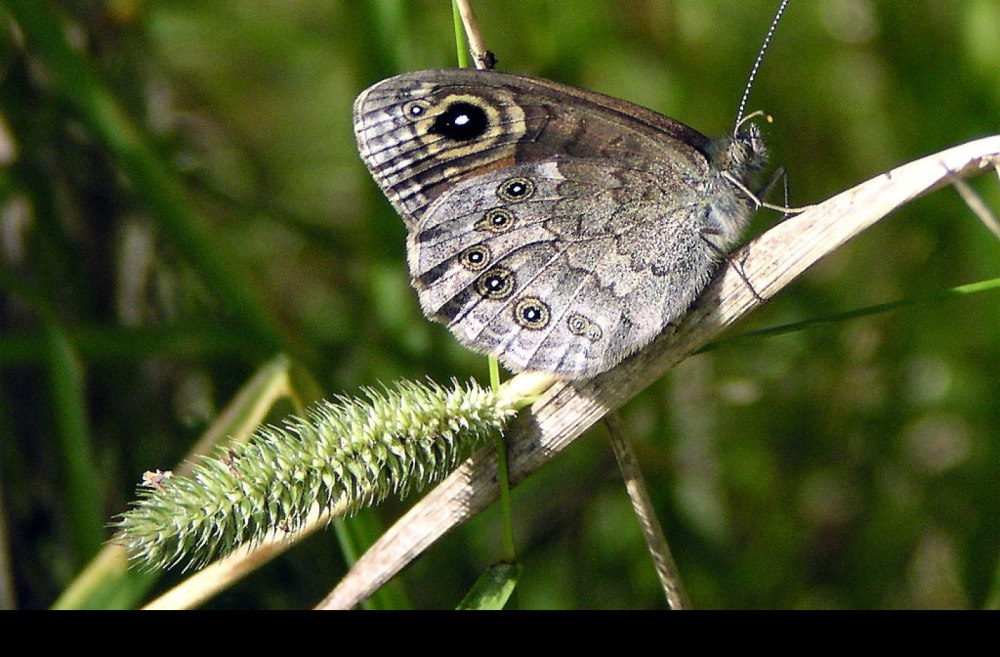 Бархатница Норна бабочка