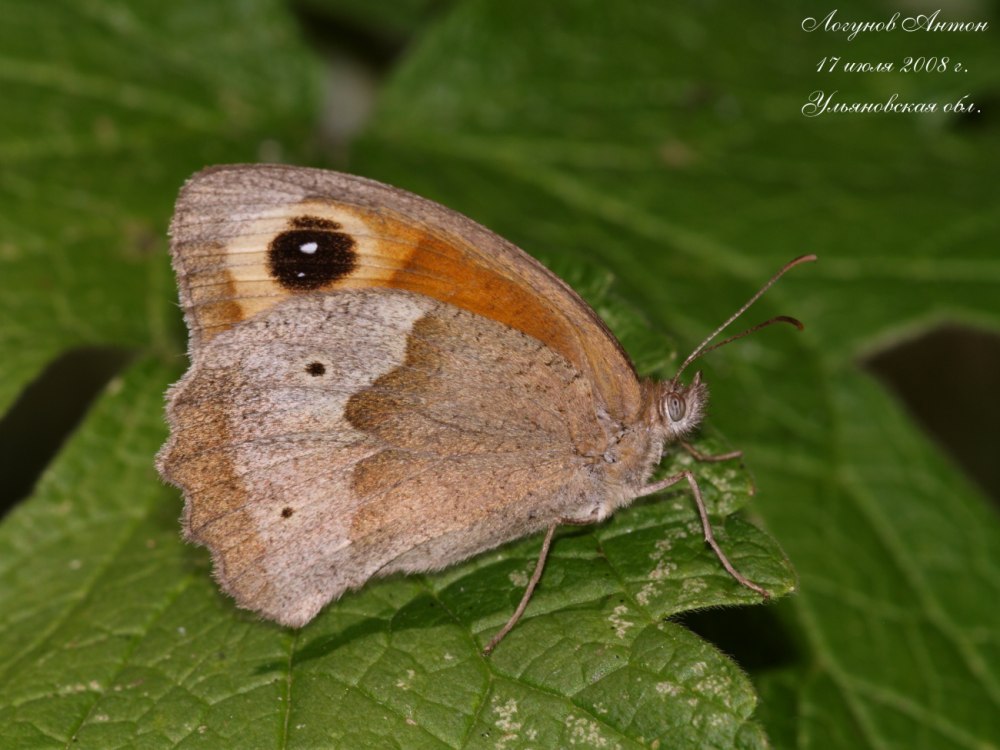 Воловий глаз гусеница