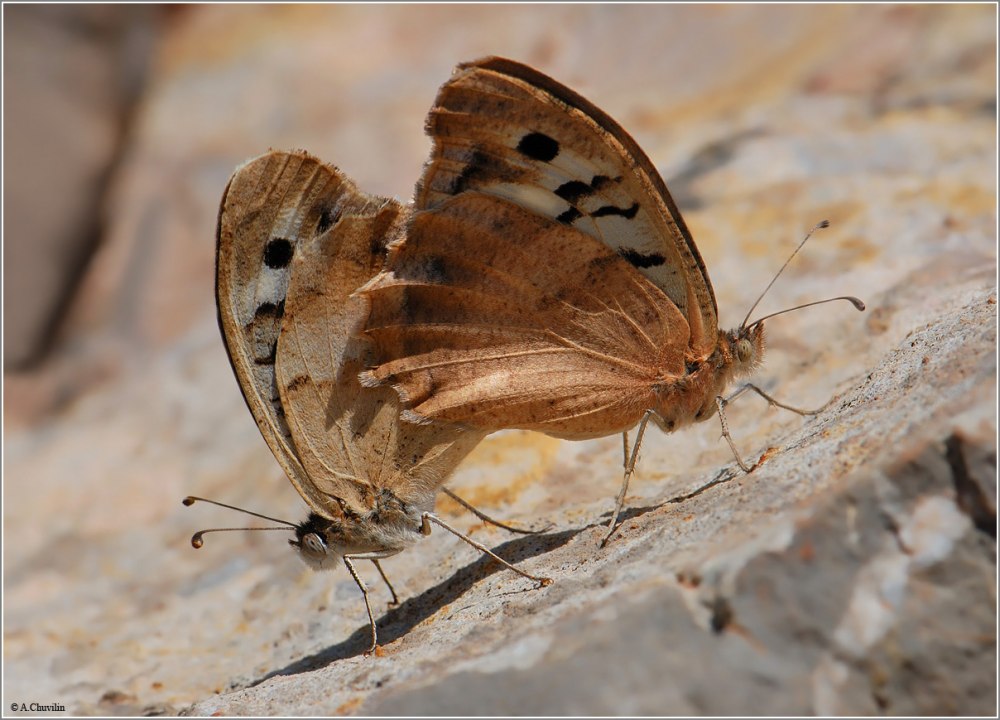Бархатница Диана питается падалью