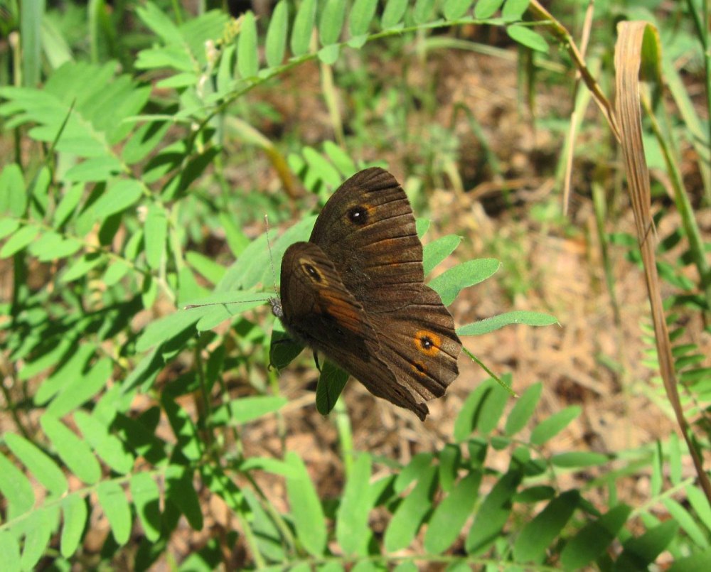 Краеглазка Петербургская бабочка