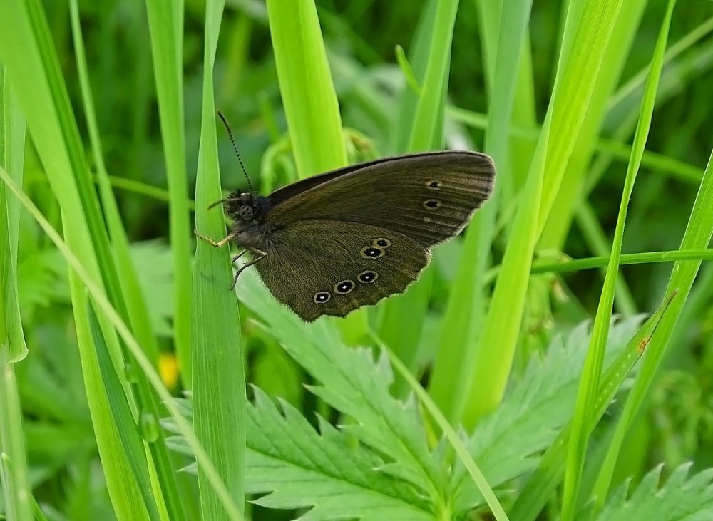 Бабочки Челябинской области