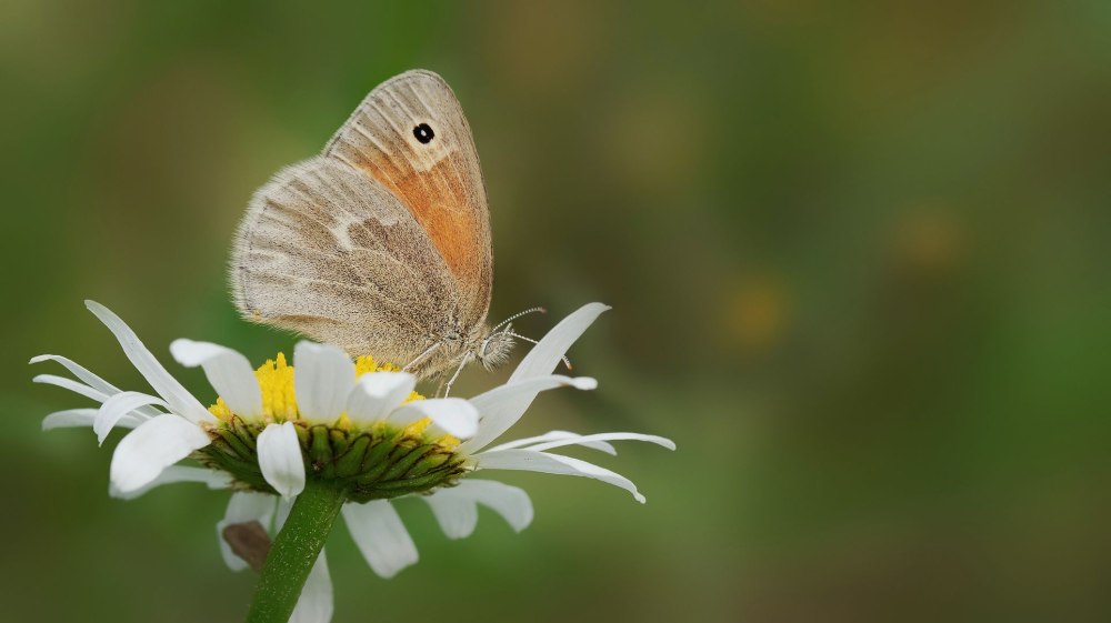 Сенница Туллия