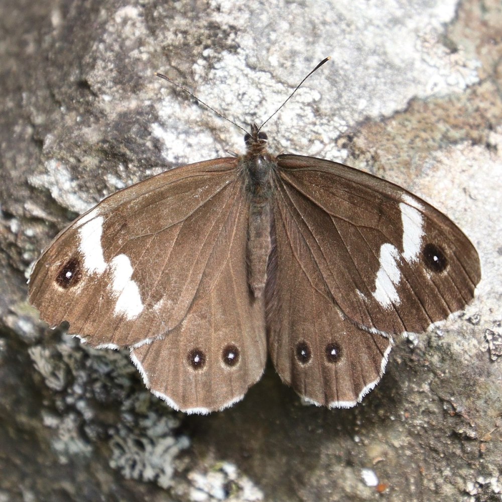 Бархатница дейдамия