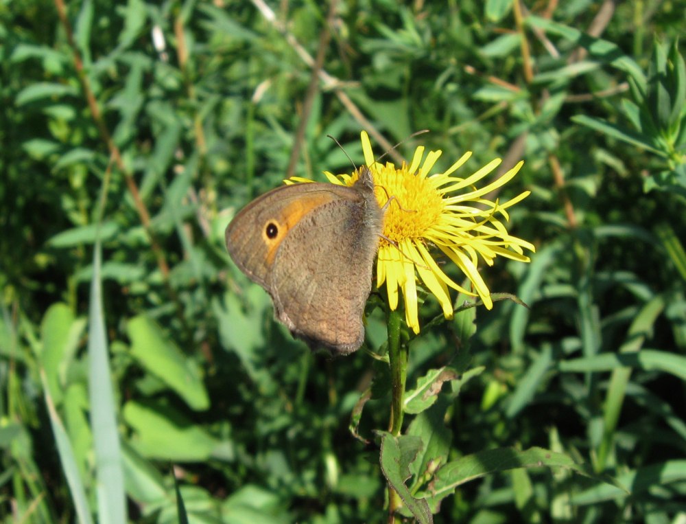 Сенница Памфил