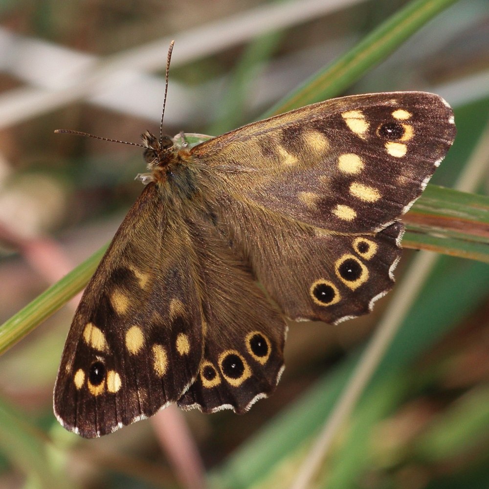 Бархатница Климена
